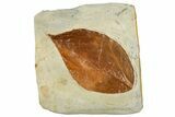 Fossil Leaf (Magnolia) - Montana #262694-1